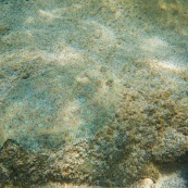 Fonds sous-marin de Guadeloupe. Poissons. Vue sous-marine. Sous l'eau. Plongee. Snorkeling. Poisson plat. Sole tropicale. Bothus lunatus.