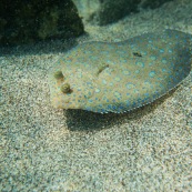 Fonds sous-marin de Guadeloupe. Poissons. Vue sous-marine. Sous l'eau. Plongee. Snorkeling. Poisson plat. Sole tropicale. Bothus lunatus.