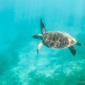 Chelonia mydas. Tortue verte en Guadeloupe. Sous l'eau. Photo sous-marine. Plongee.