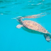 Chelonia mydas. Tortue verte en Guadeloupe. Sous l'eau. Photo sous-marine. Plongee. Respire en surface.