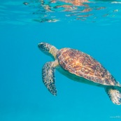 Chelonia mydas. Tortue verte en Guadeloupe. Sous l'eau. Photo sous-marine. Plongee.