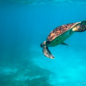 Chelonia mydas. Tortue verte en Guadeloupe. Sous l'eau. Photo sous-marine. Plongee.