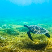 Chelonia mydas. Tortue verte en Guadeloupe. Sous l'eau. Photo sous-marine. Plongee.