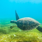 Chelonia mydas. Tortue verte en Guadeloupe. Sous l'eau. Photo sous-marine. Plongee.