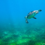 Chelonia mydas. Tortue verte en Guadeloupe. Sous l'eau. Photo sous-marine. Plongee.