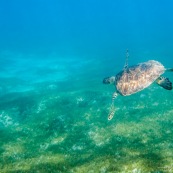 Chelonia mydas. Tortue verte en Guadeloupe. Sous l'eau. Photo sous-marine. Plongee.