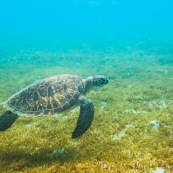 Chelonia mydas. Tortue verte en Guadeloupe. Sous l'eau. Photo sous-marine. Plongee.