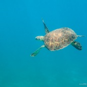 Chelonia mydas. Tortue verte en Guadeloupe. Sous l'eau. Photo sous-marine. Plongee.