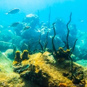 Fonds sous-marin de Guadeloupe. Poissons. Vue sous-marine. Sous l'eau. Plongee. Snorkeling. Corail. Coraux.