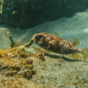 Fonds sous-marin de Guadeloupe. Poissons. Vue sous-marine. Sous l'eau. Plongee. Snorkeling. Corail. Coraux. poisson globe.