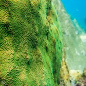 Fonds sous-marin de Guadeloupe. Poissons. Vue sous-marine. Sous l'eau. Plongee. Snorkeling. Corail. Coraux.