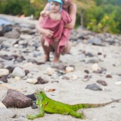 Guadeloupe. Tourisme. Sur la plage au bord de la mer. Femme et son bebe en train d'observer un iguane. Iguana iguana. Iguane vert. Iguane commun. Enfant.