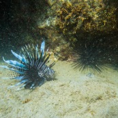 Poisson lion (Pterois volitans / miles) en Guadeloupe