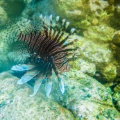 Poisson lion (Pterois volitans / miles) en Guadeloupe