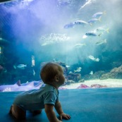 Aquarium de Guadeloupe. Le Gosier. Bebe (enfant) devant un grand aquarium avec des poissons. Tourisme.
