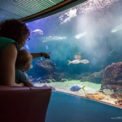 Aquarium de Guadeloupe. Le Gosier. Bebe (enfant) devant un grand aquarium avec des poissons. Tourisme.  Avec sa maman.