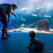 Aquarium de Guadeloupe. Le Gosier. Bebe (enfant) devant un grand aquarium avec des poissons. Tourisme.  Avec sa maman.