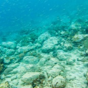 Fonds sous-marin de Guadeloupe. Poissons. Vue sous-marine. Sous l'eau. Pongee. Snorkeling.  Banc de poissons.