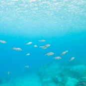 Fonds sous-marin de Guadeloupe. Poissons. Vue sous-marine. Sous l'eau. Plongee. Snorkeling. En surface.