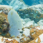 Fonds sous-marin de Guadeloupe. Poissons. Vue sous-marine. Sous l'eau. Plongee. Snorkeling. Corail. Coraux.