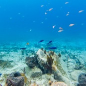 Fonds sous-marin de Guadeloupe. Poissons. Vue sous-marine. Sous l'eau. Plongee. Snorkeling.