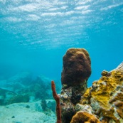 Fonds sous-marin de Guadeloupe. Poissons. Vue sous-marine. Sous l'eau. Plongee. Snorkeling. Coraux. Oursins.