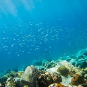 Fonds sous-marin de Guadeloupe. Poissons. Vue sous-marine. Sous l'eau. Plongee. Snorkeling. Coraux. Oursins.  Banc de poissons.