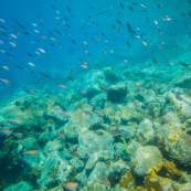 Fonds sous-marin de Guadeloupe. Poissons. Vue sous-marine. Sous l'eau. Plongee. Snorkeling. Coraux. Oursins.  Banc de poissons.