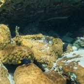 Fonds sous-marin de Guadeloupe. Poissons. Vue sous-marine. Sous l'eau. Plongee. Snorkeling. Coraux. Oursins.  Banc de poissons.