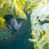 Fonds sous-marin de Guadeloupe. Poissons. Vue sous-marine. Sous l'eau. Plongee. Snorkeling. Coraux. Oursins.  Banc de poissons.