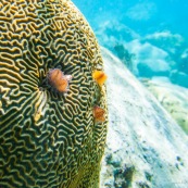 Fonds sous-marin de Guadeloupe. Poissons. Vue sous-marine. Sous l'eau. Plongee. Snorkeling. Coraux. Corail cerveau. Anemone de mer.