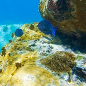 Fonds sous-marin de Guadeloupe. Poissons. Vue sous-marine. Sous l'eau. Plongee. Snorkeling. Coraux.