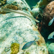 Fonds sous-marin de Guadeloupe. Poissons. Vue sous-marine. Sous l'eau. Plongee. Snorkeling. Coraux. Poisson trompette. Aulostomus chinensis.