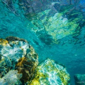 Fonds sous-marin de Guadeloupe. Poissons. Vue sous-marine. Sous l'eau. Plongee. Snorkeling. Coraux.  Vue de la surface avec les reflets des coraux.