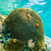 Fonds sous-marin de Guadeloupe. Poissons. Vue sous-marine. Sous l'eau. Plongee. Snorkeling. Coraux. Corail cerveau. Anemone de mer.