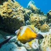 Fonds sous-marin de Guadeloupe. Poissons. Vue sous-marine. Sous l'eau. Plongee. Snorkeling. Coraux.