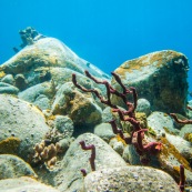 Fonds sous-marin de Guadeloupe. Poissons. Vue sous-marine. Sous l'eau. Plongee. Snorkeling. Coraux.  Corail rouge.