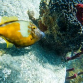 Fonds sous-marin de Guadeloupe. Poissons. Vue sous-marine. Sous l'eau. Plongee. Snorkeling. Coraux.