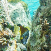 Fonds sous-marin de Guadeloupe. Poissons. Vue sous-marine. Sous l'eau. Plongee. Snorkeling. Coraux.