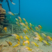 Fonds sous-marin de Guadeloupe. Poissons. Vue sous-marine. Sous l'eau. Plongee. Snorkeling. Epave.