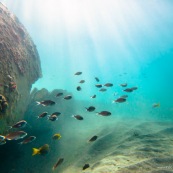 Fonds sous-marin de Guadeloupe. Poissons. Vue sous-marine. Sous l'eau. Plongee. Snorkeling. Rayons de lumiere.