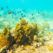 Fonds sous-marin de Guadeloupe. Poissons. Vue sous-marine. Sous l'eau. Plongee. Snorkeling.