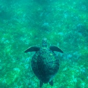 Chelonia mydas. Tortue verte en Guadeloupe. Sous l'eau. Photo sous-marine. Plongee.