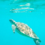 Chelonia mydas. Tortue verte en Guadeloupe. Sous l'eau. Photo sous-marine. Plongee.