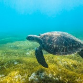 Chelonia mydas. Tortue verte en Guadeloupe. Sous l'eau. Photo sous-marine. Plongee.