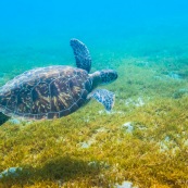 Chelonia mydas. Tortue verte en Guadeloupe. Sous l'eau. Photo sous-marine. Plongee.