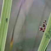 Micro-paysage. Herbe. Coléoptère insecte. ombre fleur.  Jardin. Graminés.