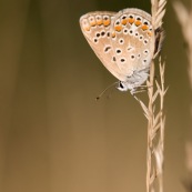 Argus bleu. Papillon. Polyommatus icarus mâle se récxhauffant au soleil. Croatie.