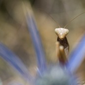 Mante religieuse sur fleur de chardon. Croatie. Mantis religiosa.