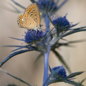Argus bleu. Papillon. Polyommatus icarus mâle se récxhauffant au soleil. Croatie. Sur une fleur de chardon.